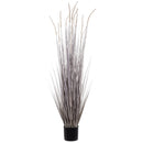 Dekoratyvinis augalas Hemba I