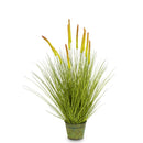 Dekoratyvinis augalas Jorit