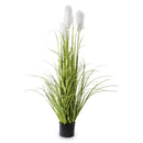 Dekoratyvinis augalas Fortta