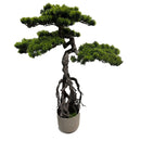 Dekoratyvinis augalas Fariko