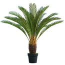 Dekoratyvinis augalas Sarika