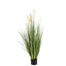 Dekoratyvinis augalas Vanata