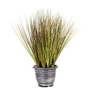 Dekoratyvinis augalas Fittėja