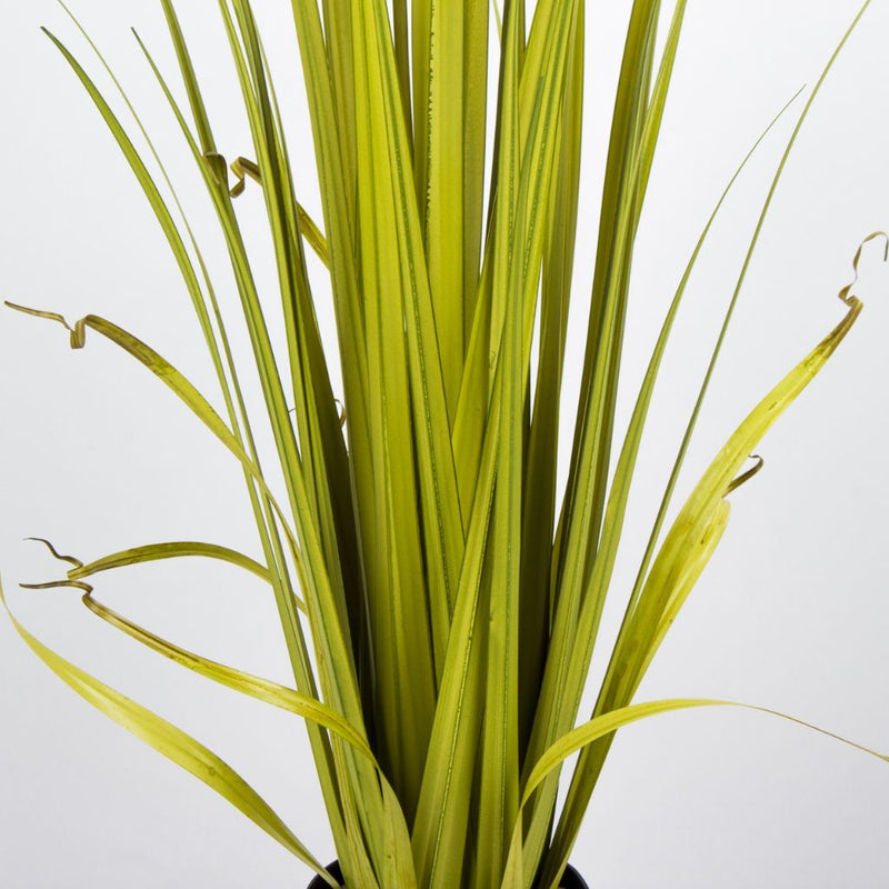 Dekoratyvinis augalas Urata