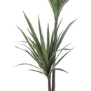 Dekoratyvinis augalas Ficus