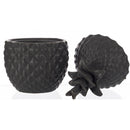 Juodas dekoratyvinis ananasas Aribona