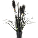 Dekoratyvinis augalas Maniira