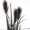 Dekoratyvinis augalas Maniira