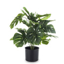 Dekoratyvinis augalas Kaniba