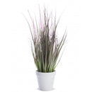 Dekoratyvinis augalas Wasim