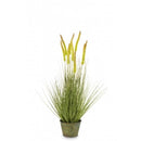 Dekoratyvinis augalas Haley