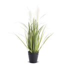 Dekoratyvinis augalas Gabriel