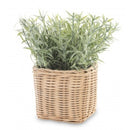 Dekoratyvinis augalas Mara