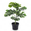 Dekoratyvinis augalas Anami