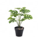 Dekoratyvinis augalas Roomi