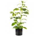 Dekoratyvinis augalas Izabel