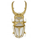 Sienos dekoracija korall